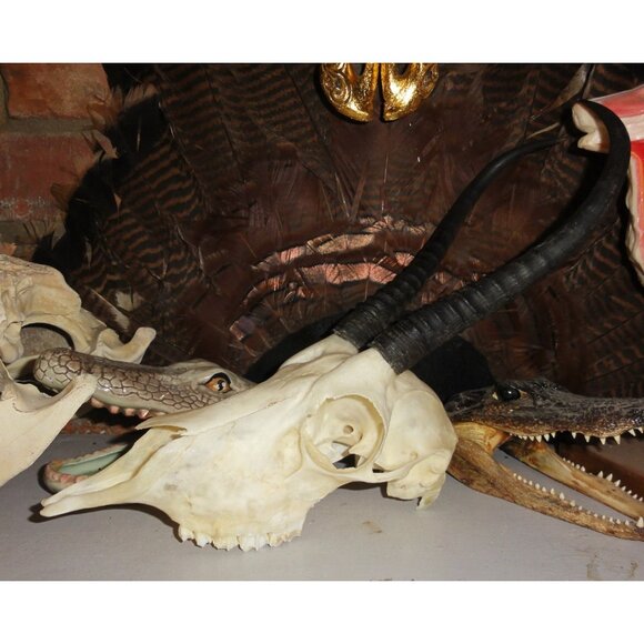 Real Springbok Skull taxidermy oddity curiosity goth gothic - Picture 16 of 16